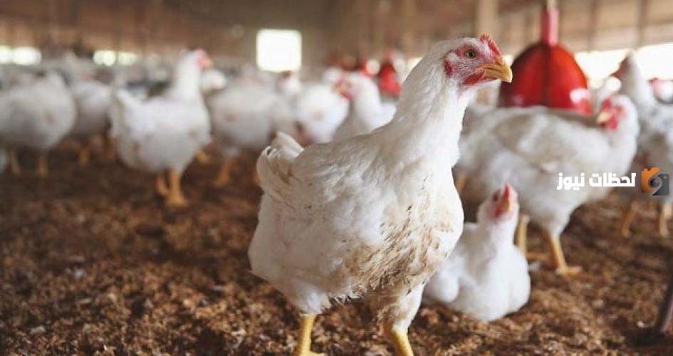 علاج الإسهال البنى عند الفراخ البيضاء بالأعشاب وأسبابه