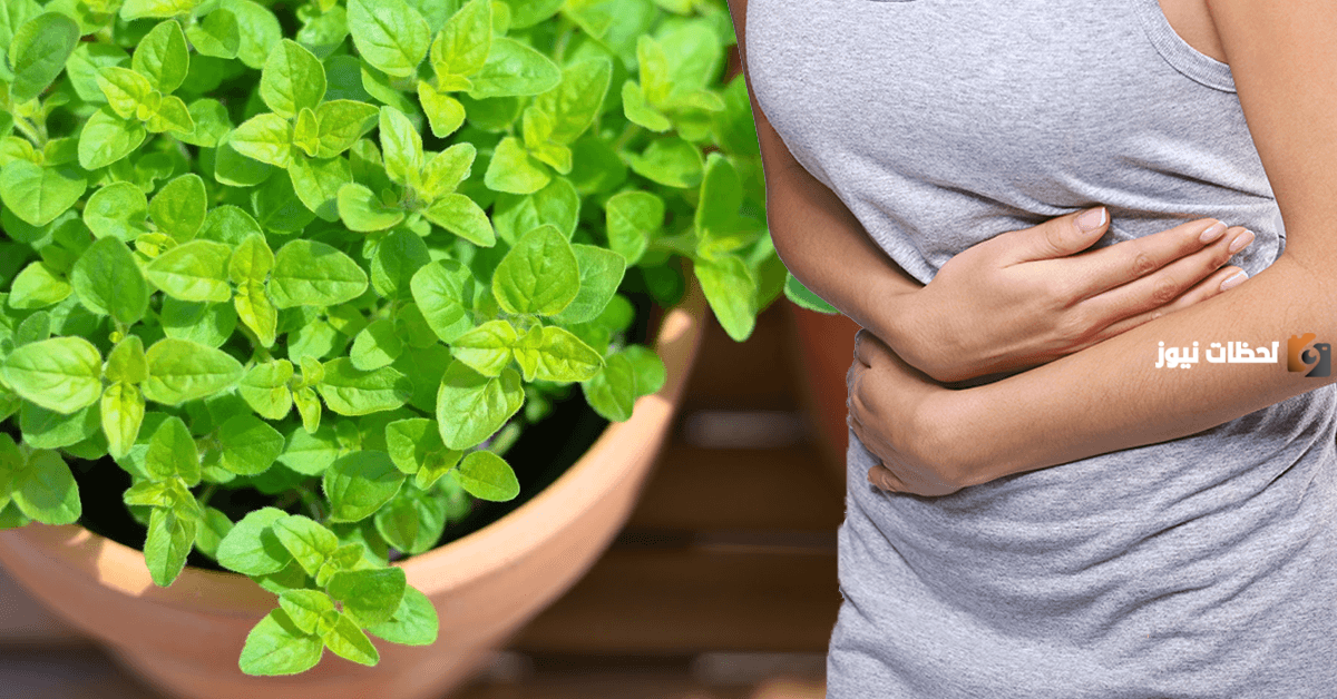 علاج المغص بالأعشاب الطبية والمشروبات الطبيعية