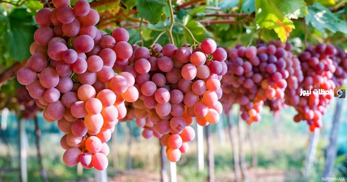 دراسة جدوى مشروع زراعة العنب