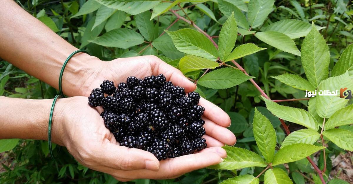 فوائد ورق التوت للشعر وطريقة استخدامه