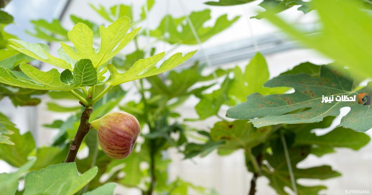 فوائد ورق التين للتنحيف