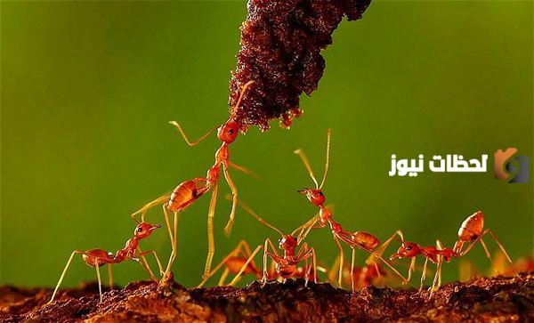 كيف كرم الله النمل وفي أي آية تم ذكره