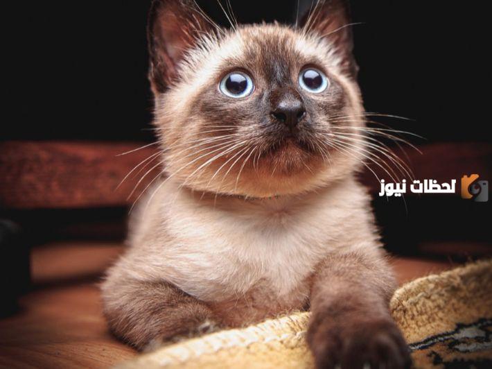 كيفية تربية القطط السيامي الصغيرة وماذا تأكل القطط السيامي الصغيرة