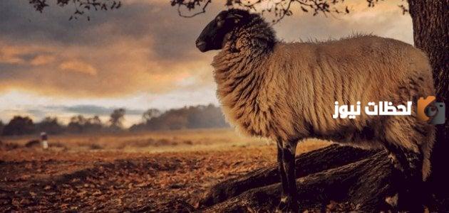 ما الحكمة من ذبح الاضحية يوم العيد