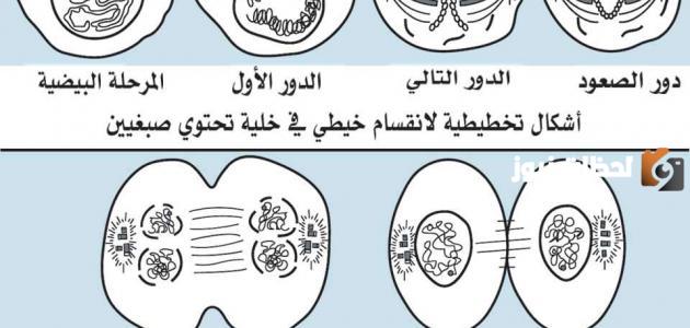 مراحل انقسام الخلية