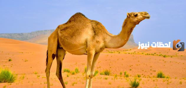 معلومات عن حيوان الجمل بالانجليزي
