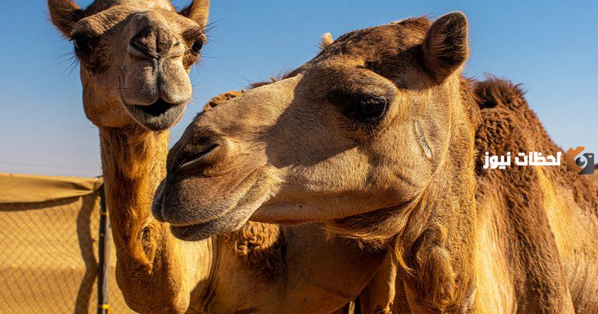 من أين خلقت الإبل وما أبرز ما يميزها