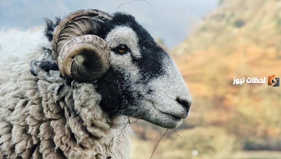 هل يجوز ذبح الأضحية بعد المغرب