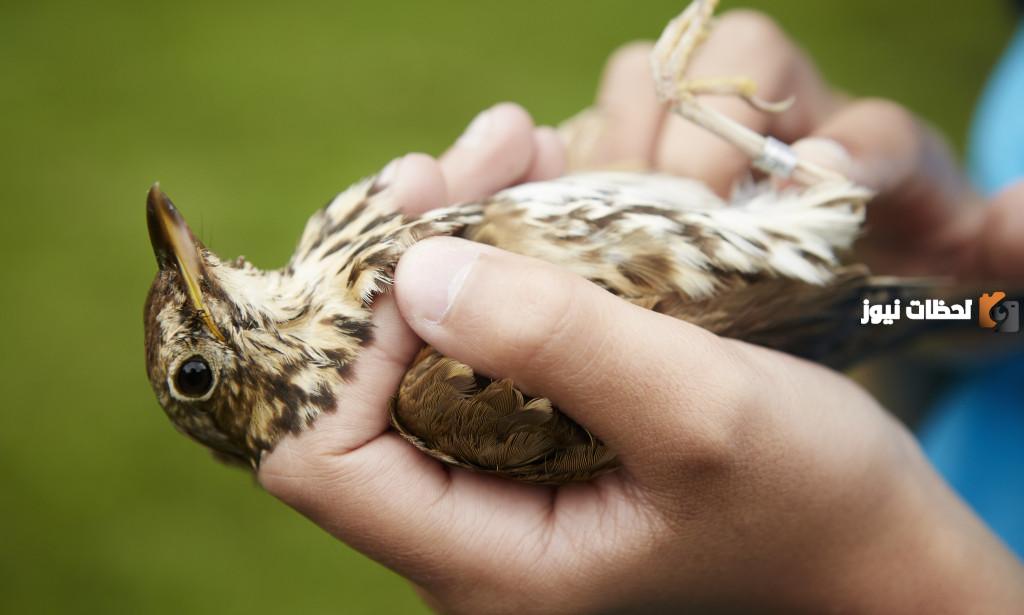 يا عمير ما فعل النغير على النبي