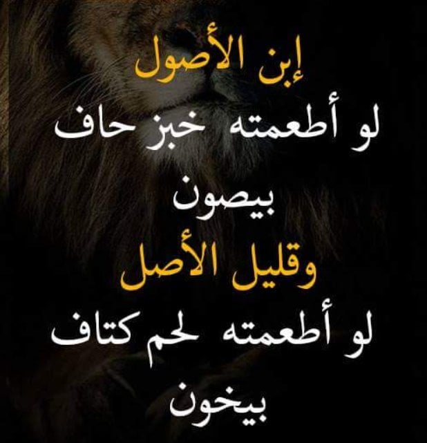 بوستات عن قلة اصل الصحاب