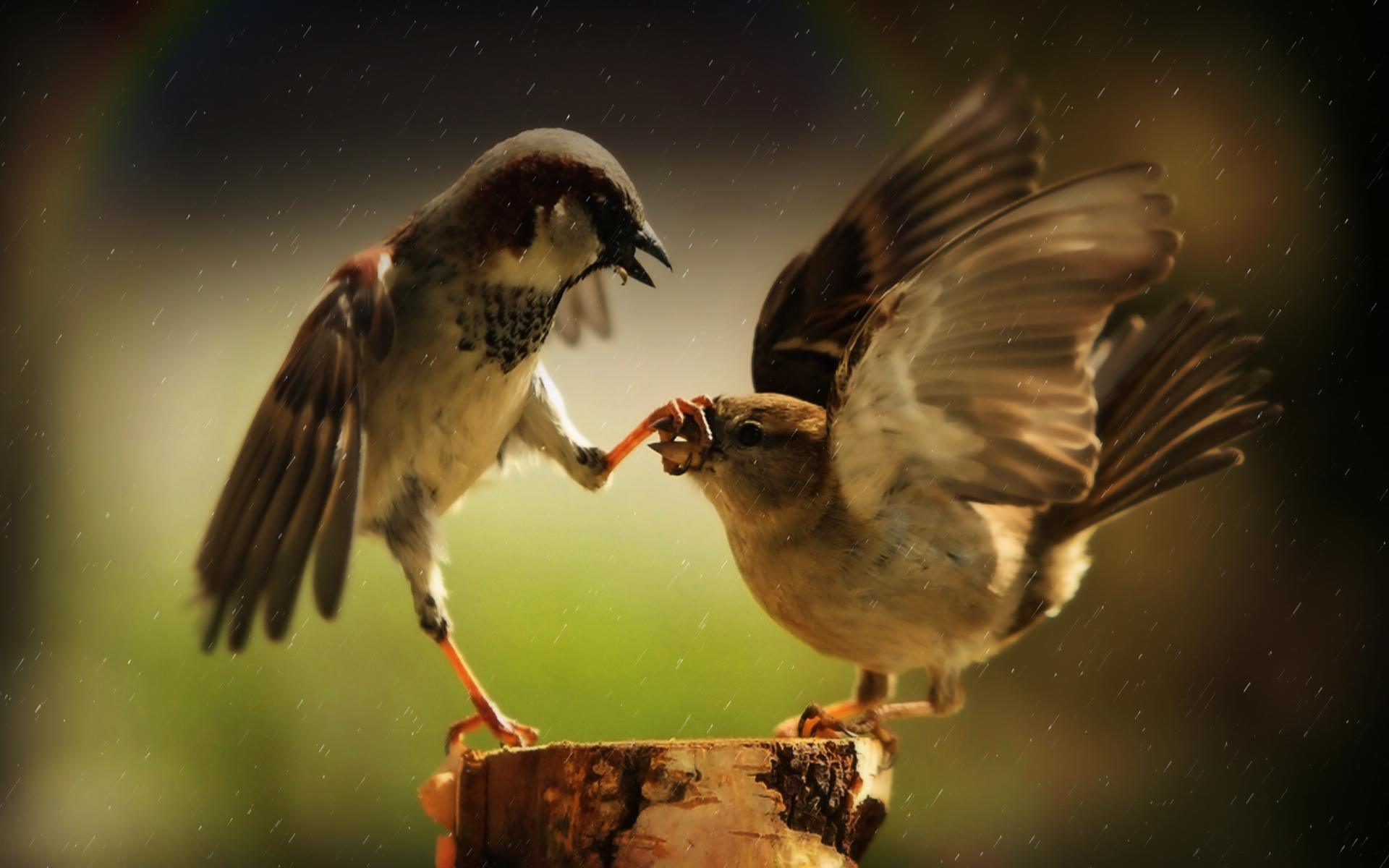 خواطر عن الطيور