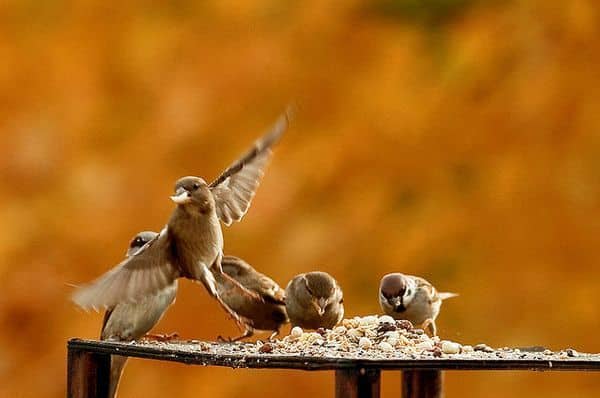 خواطر عن الطيور