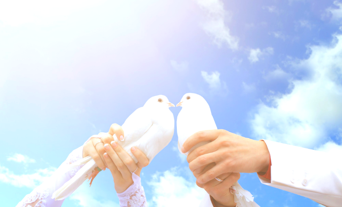 خواطر عن حمامة السلام 