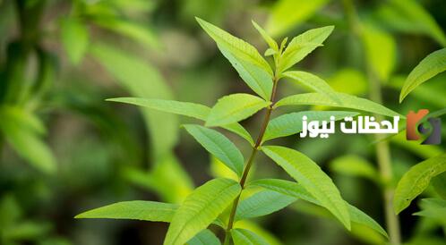 فوائد اللويزة وأضرارها