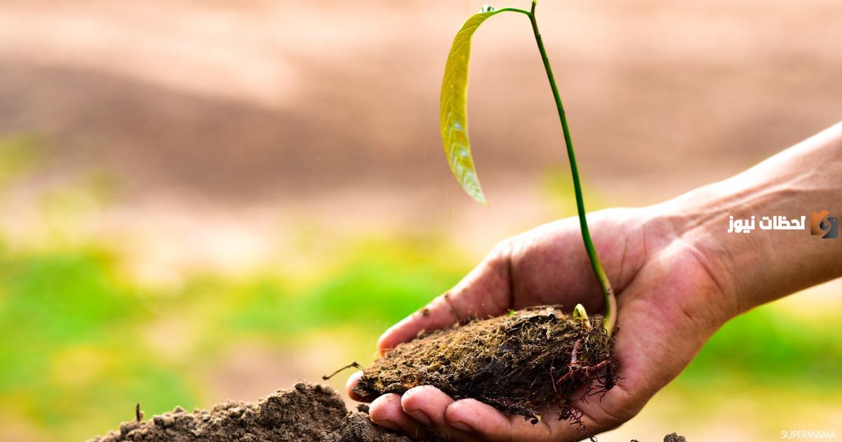 من البذرة إلى الثمرة | كيفية زراعة بذور المانجو في المنزل ونصائح للعناية بها