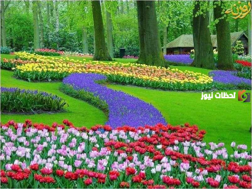 موضوع عن الورد