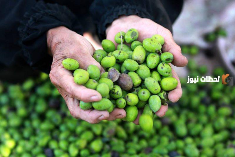 موضوع عن قطف الزيتون وزيت الزيتون كامل مع العناصر