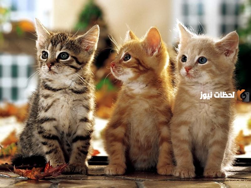 اليوم العالمي للقطط 