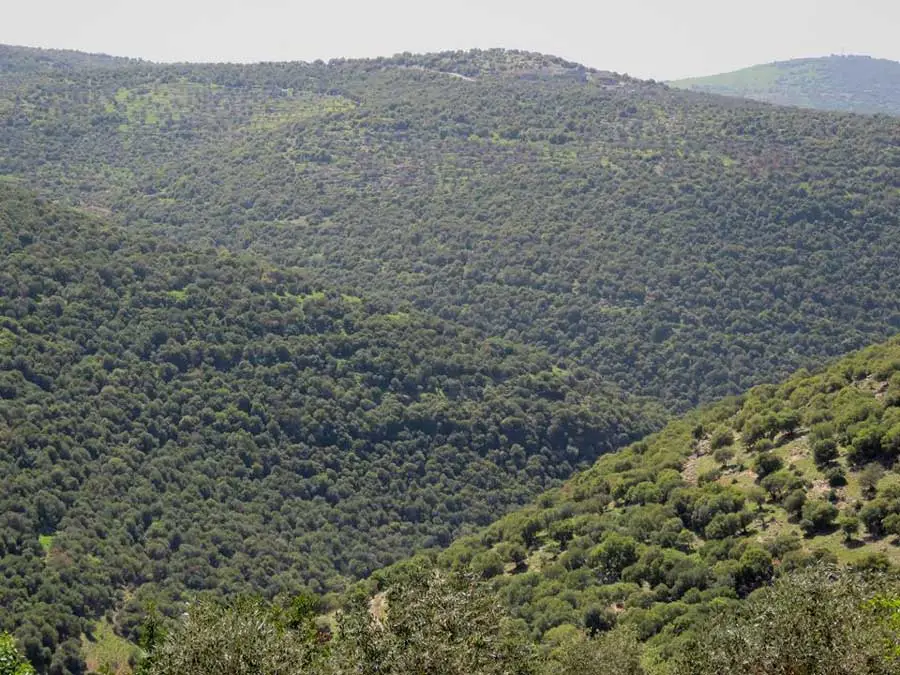 الغابات المدارية في الوطن العربي