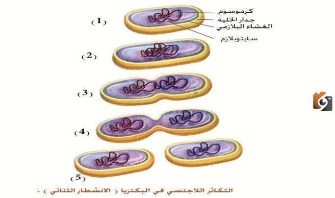  الاقتران البكتيري 