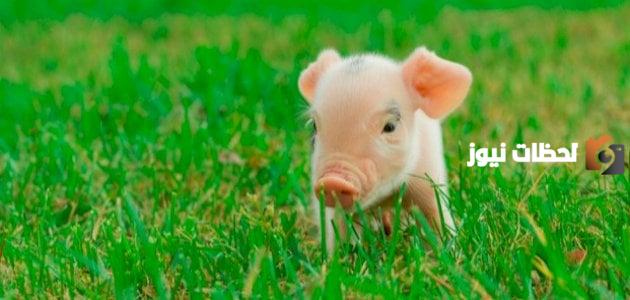 لحم الخنزير