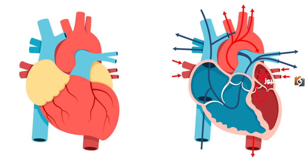 الأذينين والبطينين في القلب