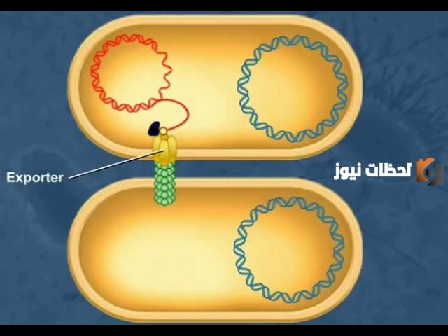  تكاثر البكتيريا بالاقتران