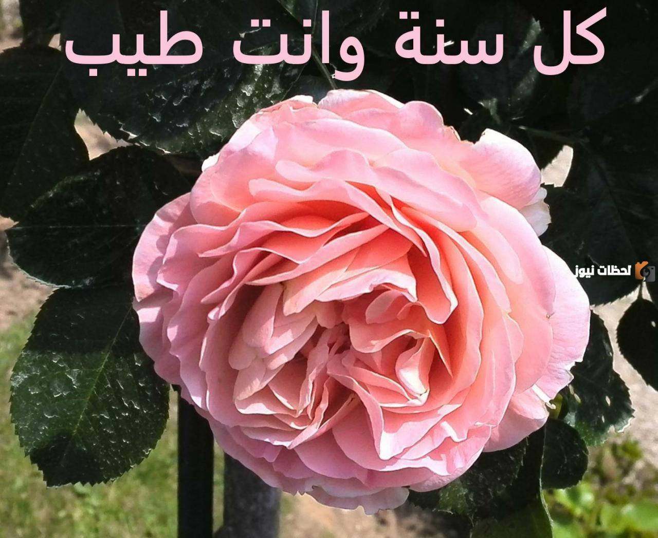 رسائل عيد ميلاد طفل 