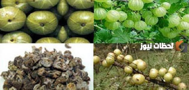 فوائد الأملج للتنحيف