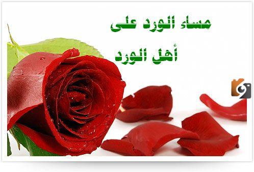 رسائل مساء الورد والياسمين