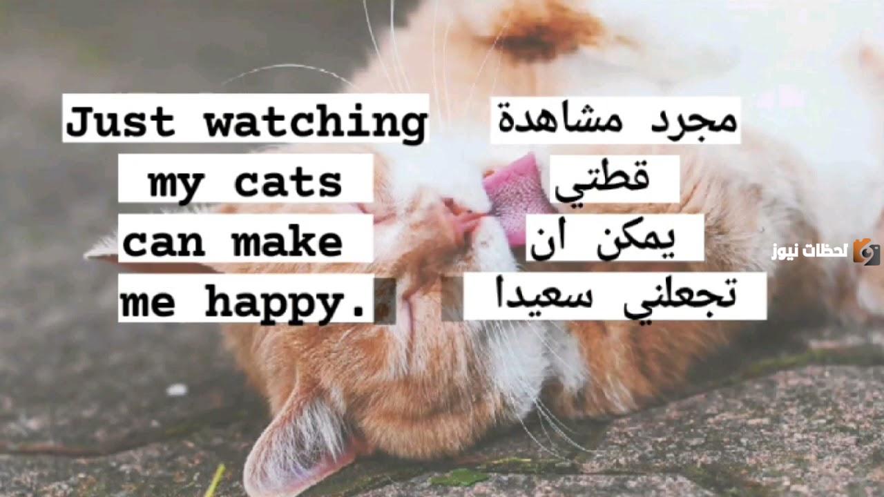 يوم القطط العالمي