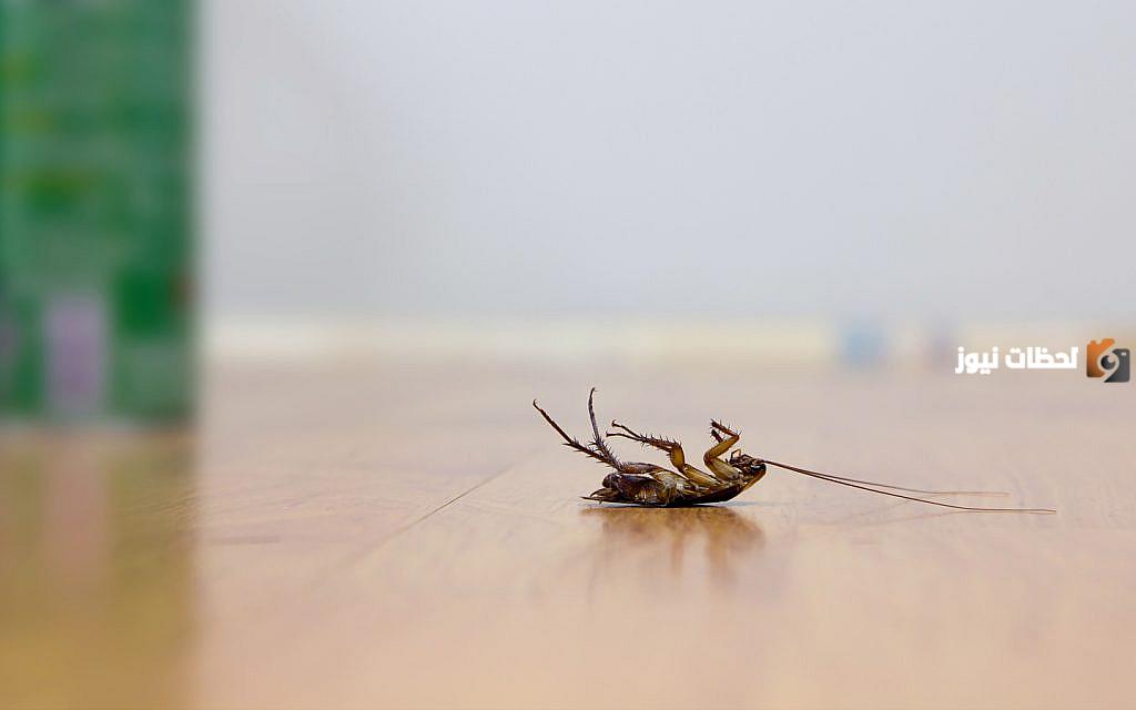  الحشرات الطائرة