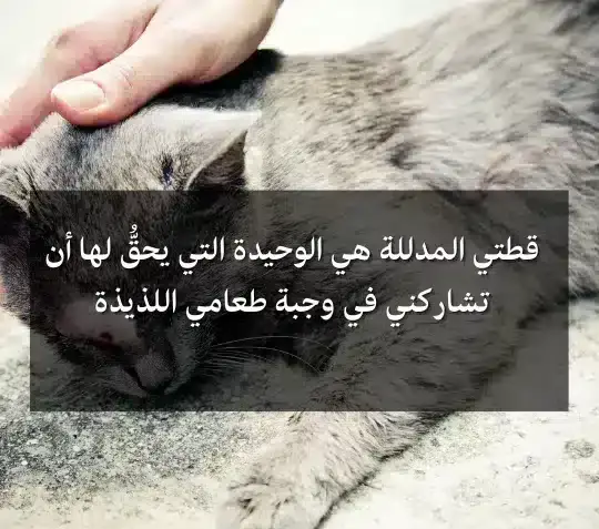 يوم القطط العالمي