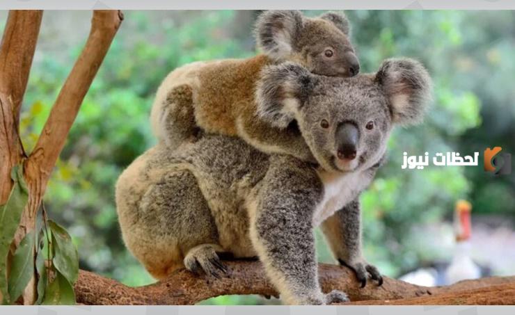 حماية الحيوانات المهددة بالانقراض