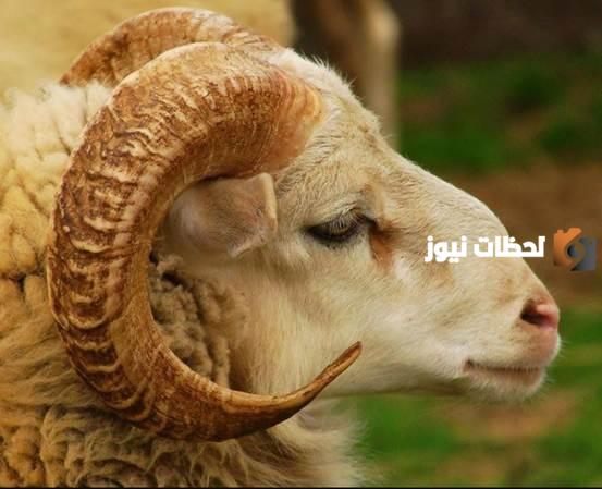 صور رأس خروف العيد كرتون