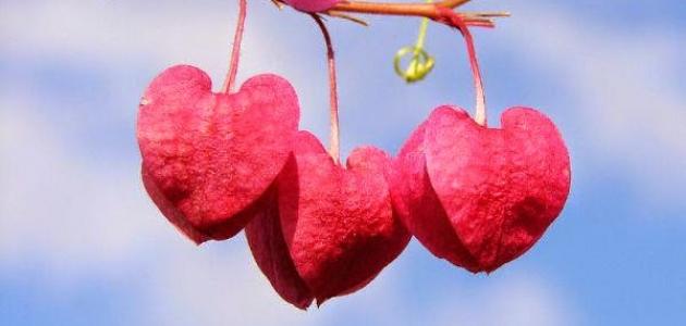 أجمل خواطر عشق وهيام