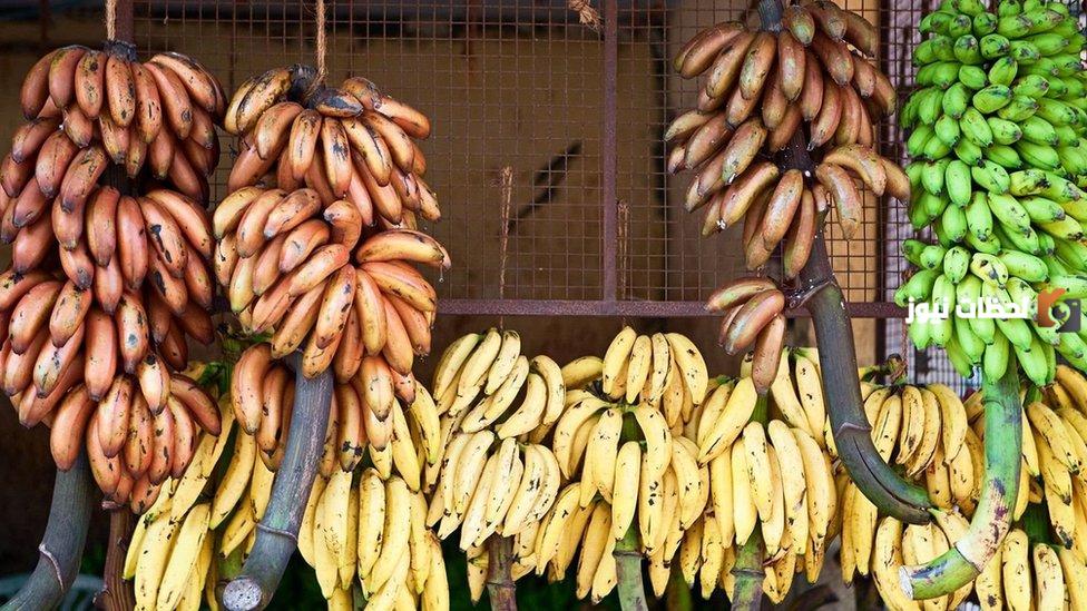إليك أنواع الموز وفوائد كل نوع
