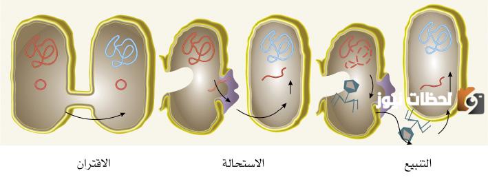 الاقتران البكتيري