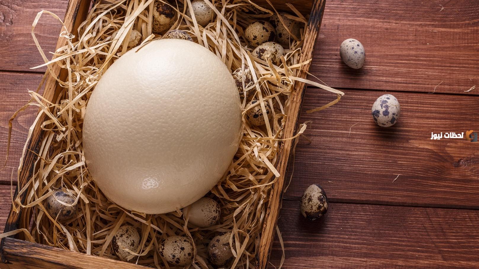 فوائد أكل بيض النعام وقيمته الغذائية