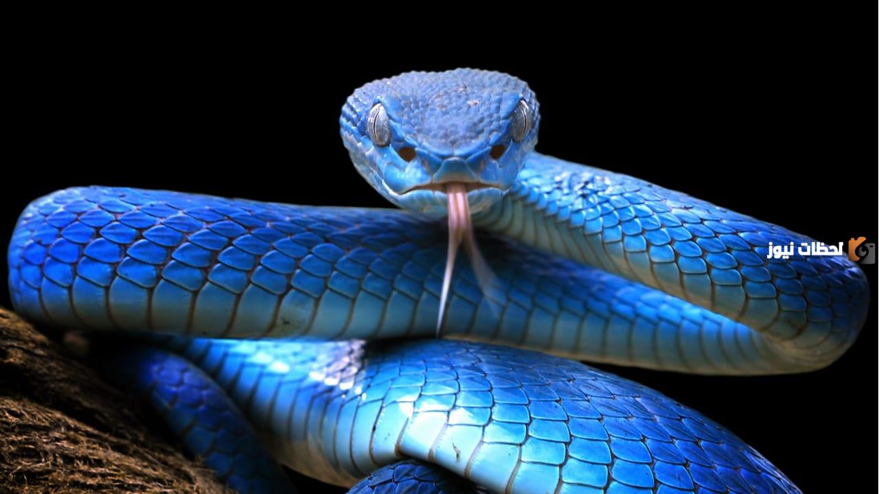 كيفية صيد الثعابين ومكافحتها والخلص منها كيفية صيد الثعابين ومكافحتها والخلص منها