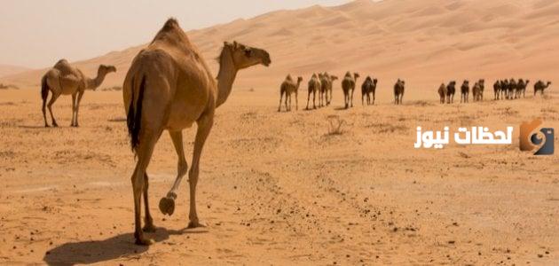 مدة حمل الناقة
