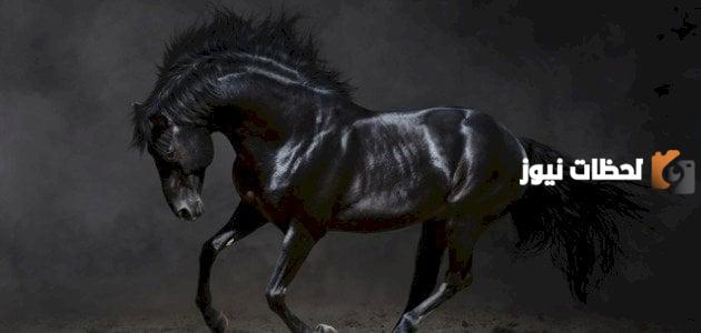 مواصفات الخيل الأدهم