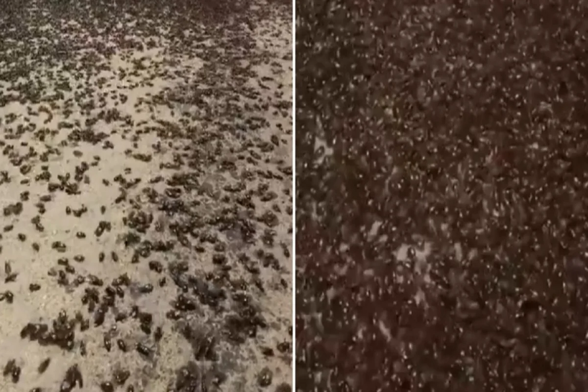 ما سبب انتشار الخنافس المرعبة في بعض المناطق في السعودية