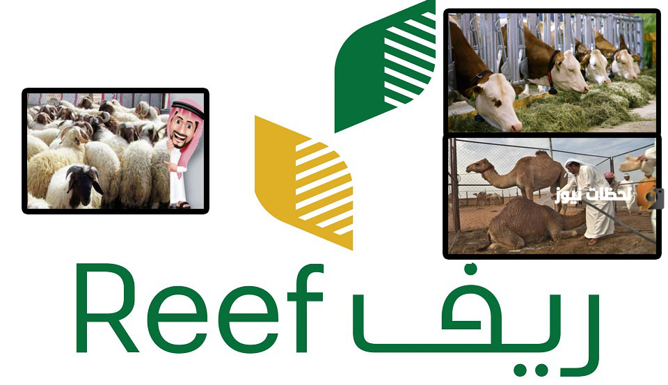 دعم المواشي في ريف