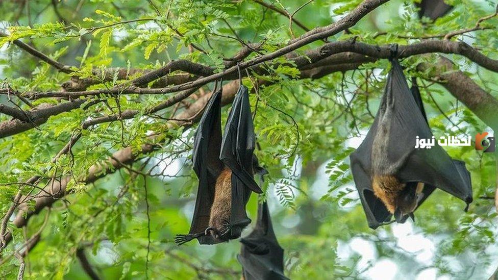 ركز الوقاية من الآفات يعلق على مقطع انتشار الخفافيس في بعض الأماكن بالسعودية