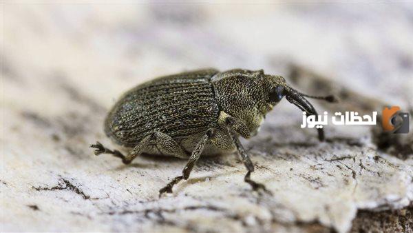 ما سبب انتشار الخنافس المرعبة في بعض المناطق في السعودية