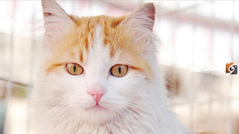 اسماء قطط ذكور بيضاء جديدة