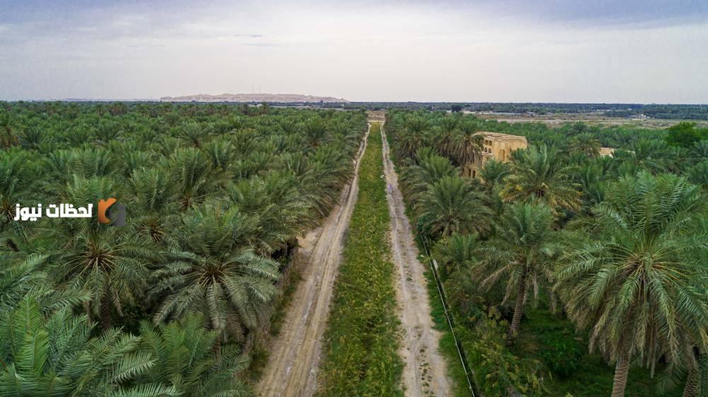 583 ألف دونم من الأراضي الزراعية في الأحساء