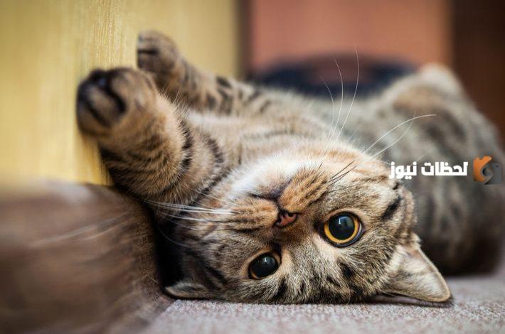 اسماء قطط ذكور