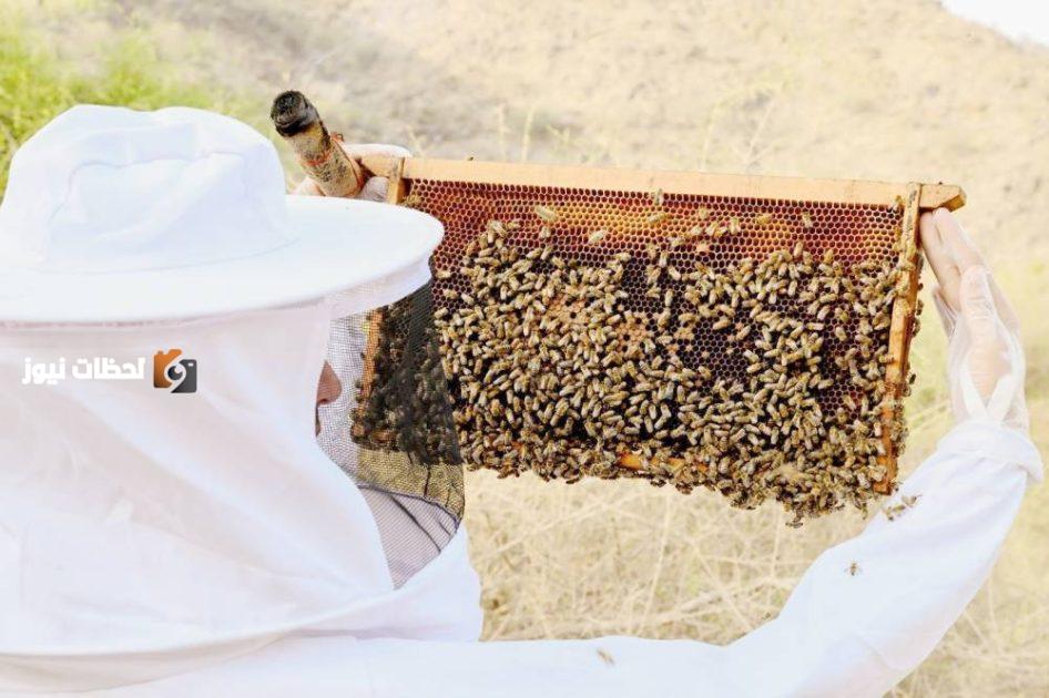 إنشاء 7 محطات لتربية ملكات النحل وإنتاج الطرود في 7 مناطق جديدة